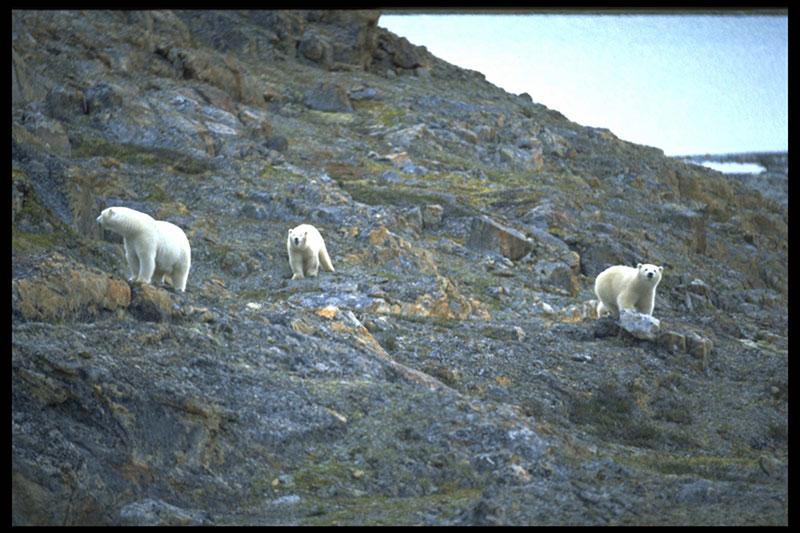 Jackmon Sound camp bears