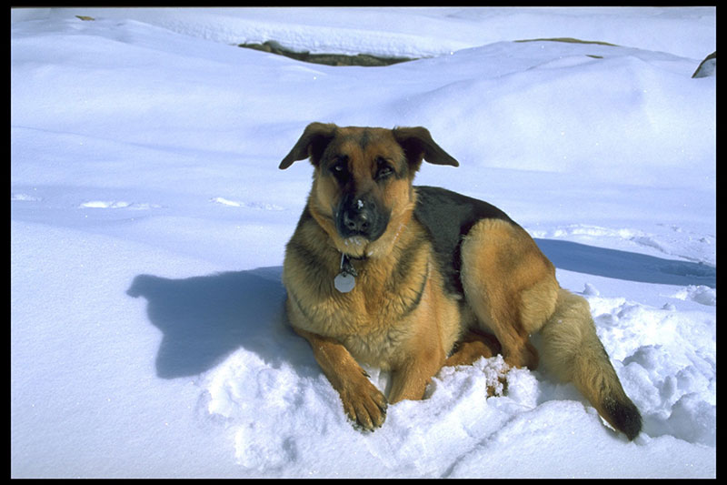 Kanita family bear dog 1995-2005