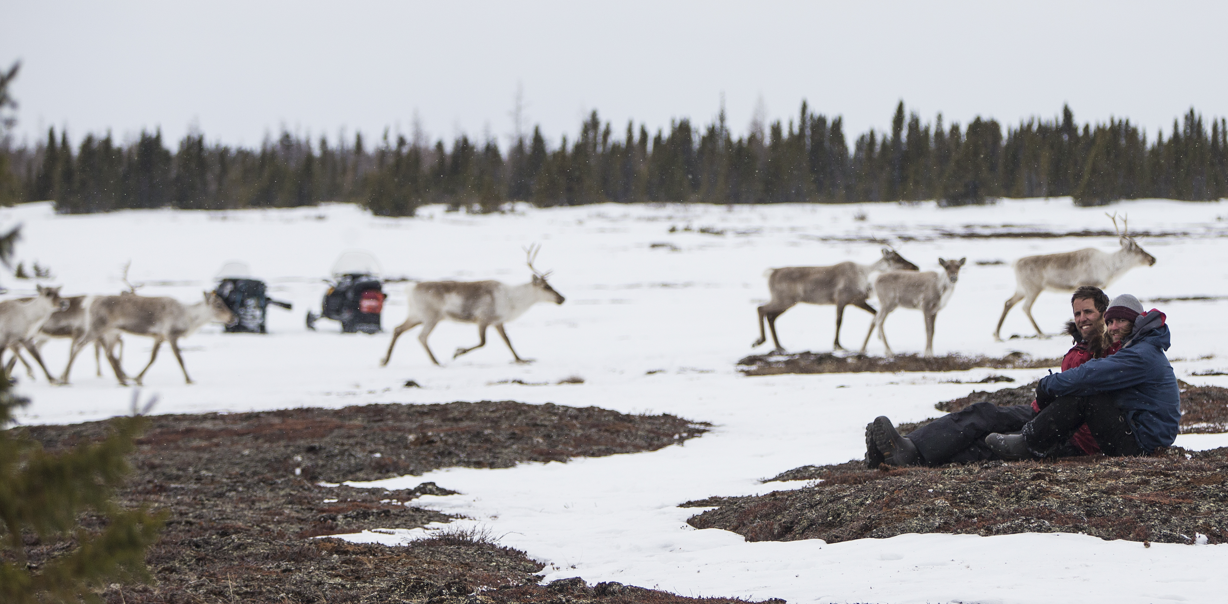Watching the Spring Caribou Migration
