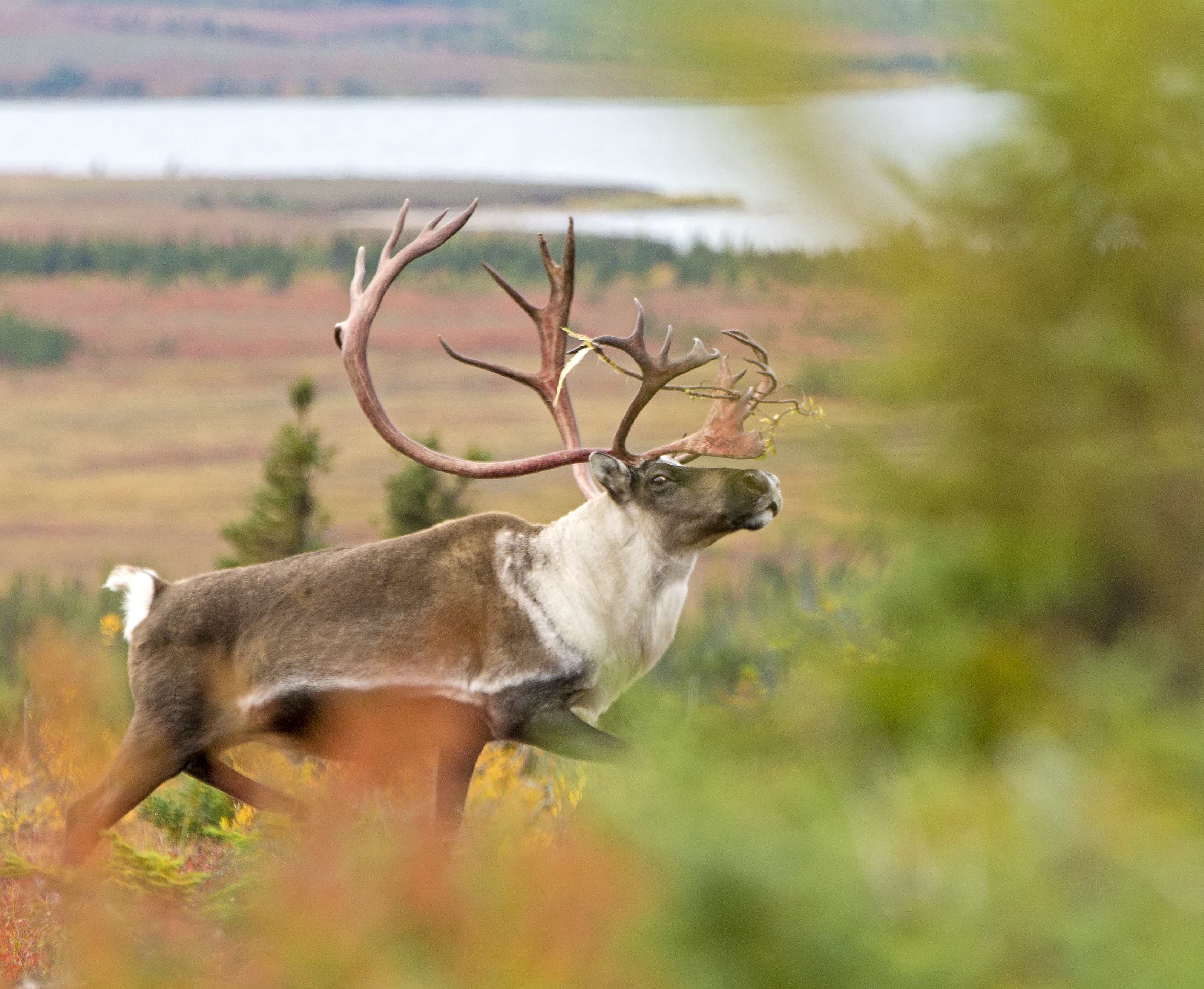 A Bull Caribou on the Tundra