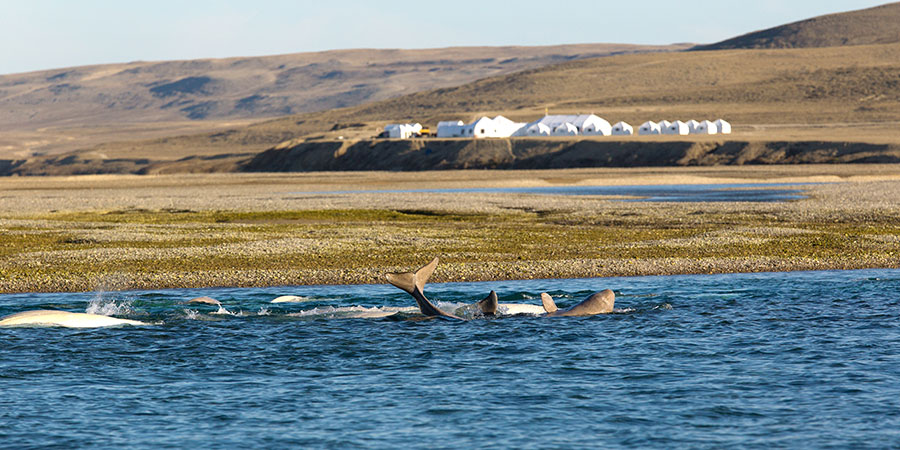 A juvenile beluga playing in the shallow water near Arctic Watch (in the background).