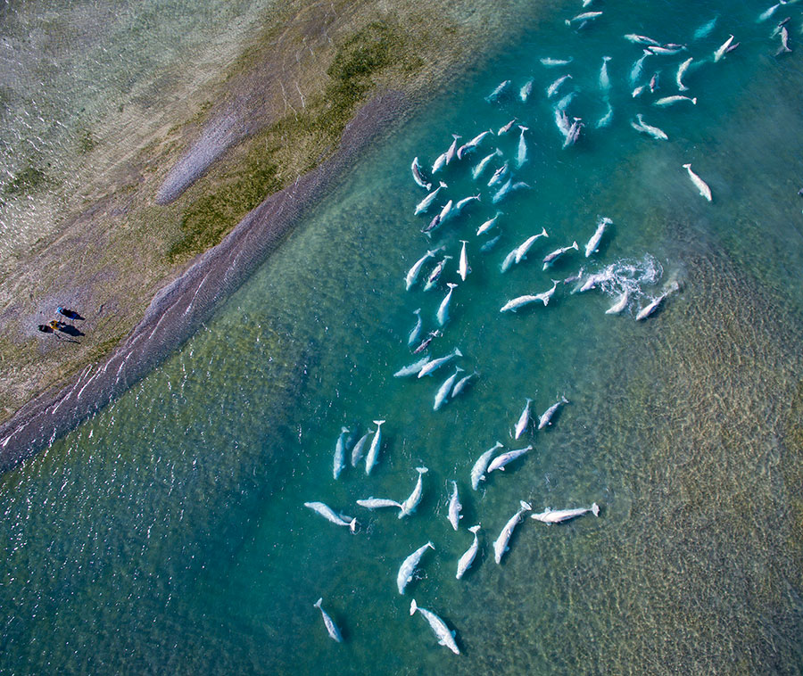 A drone's eye view of the Beluga whales in Cunningham Inlet. Notice the photographers on the shoreline!