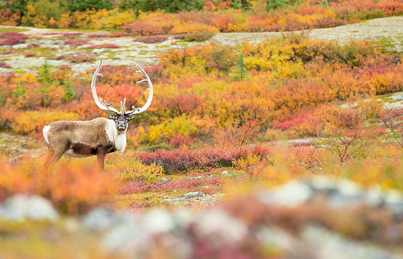 Caribou in Autumn colours on the tundra - notice the velvet antlers