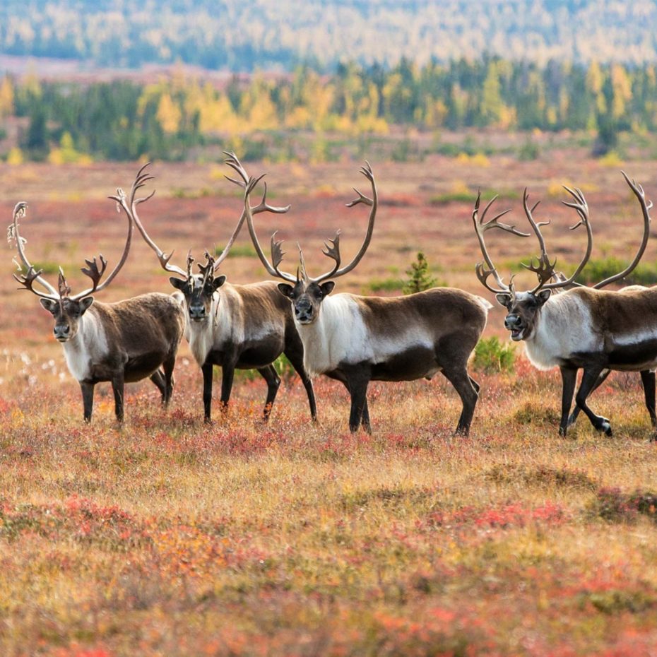 CARIBOU FACTS