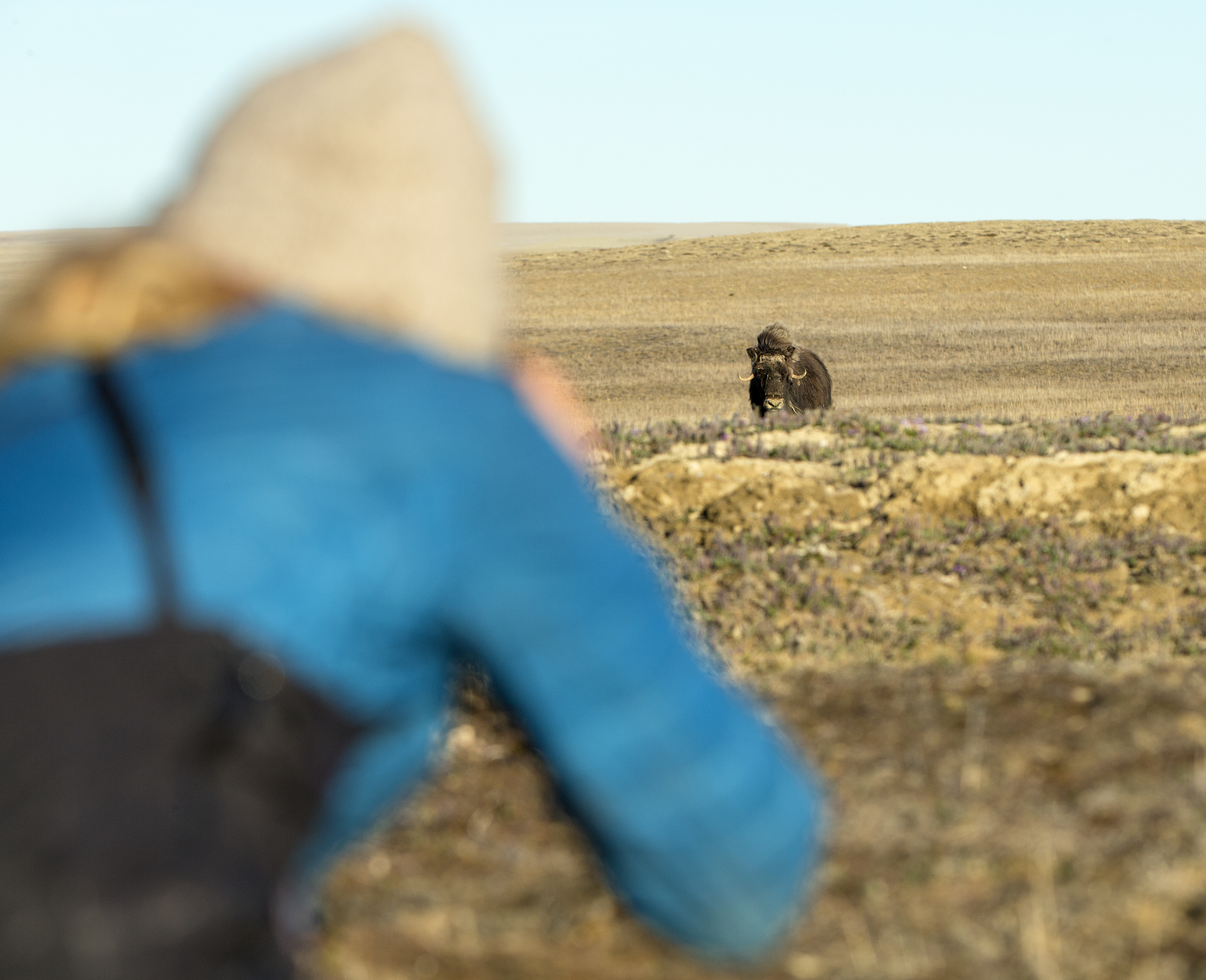 Photographing Muskoxen late at night.