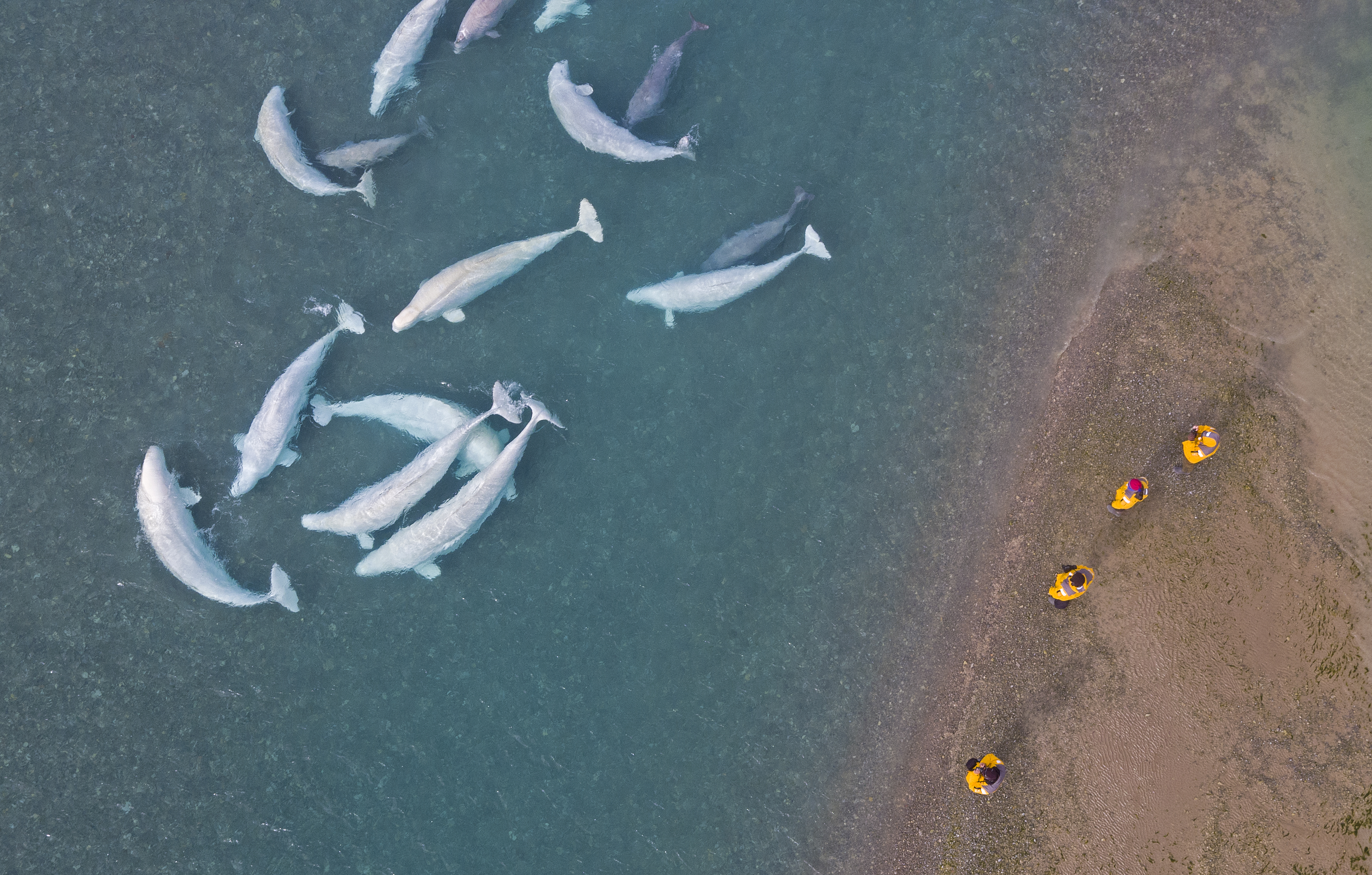 Drone photo: Watching belugas frolick on the shoreline after dinner!