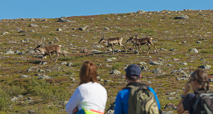 Guests observing caribou