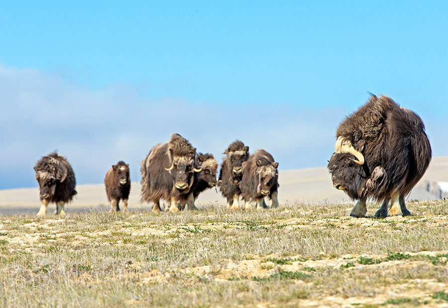 A herd of muskoxen on Somerset Island; Notice the male who stands in front of his herd.