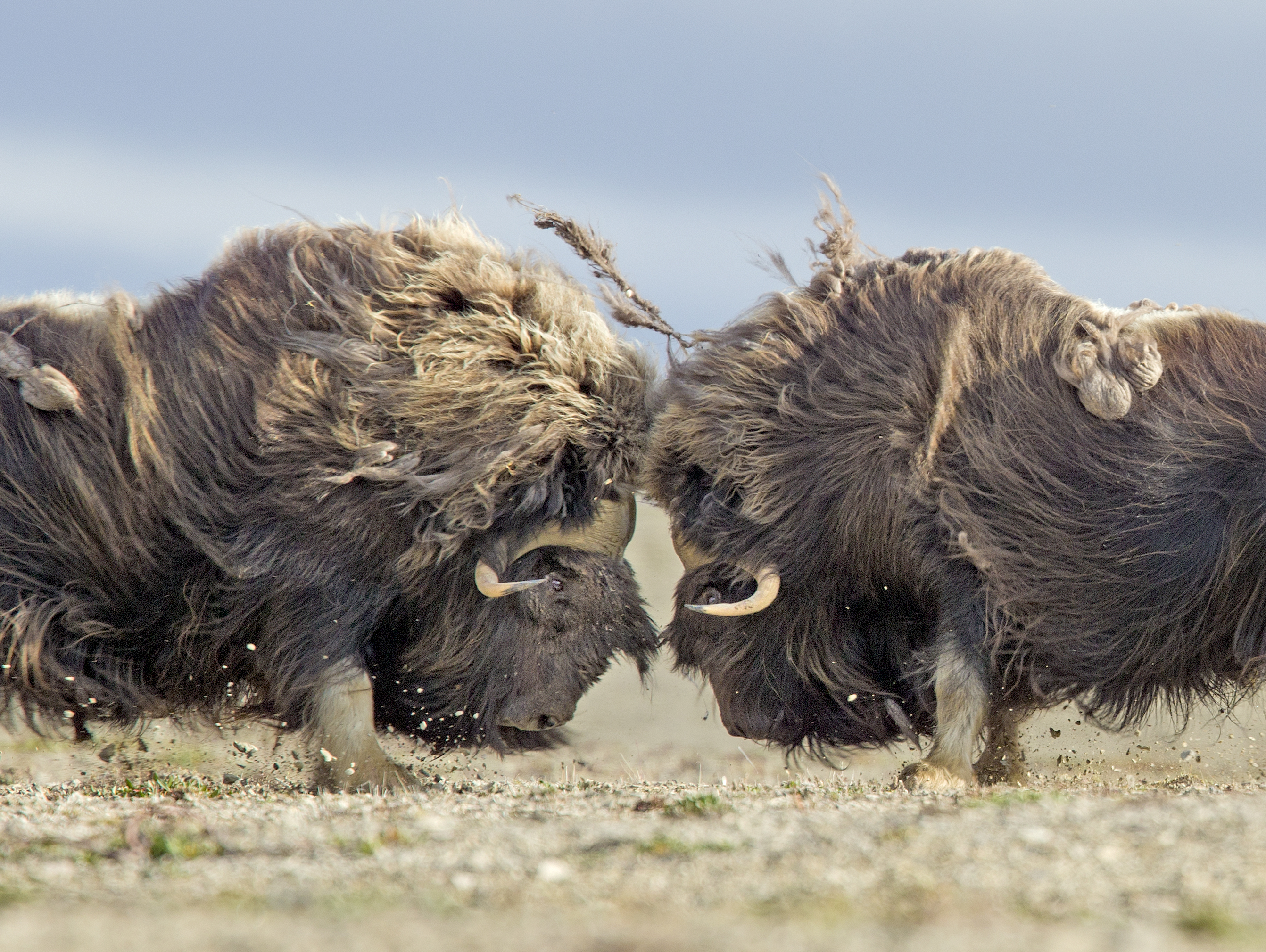 Two males fighting for herd dominance - they collide into one-another, banging heads and fighting until the winner claims the herd!