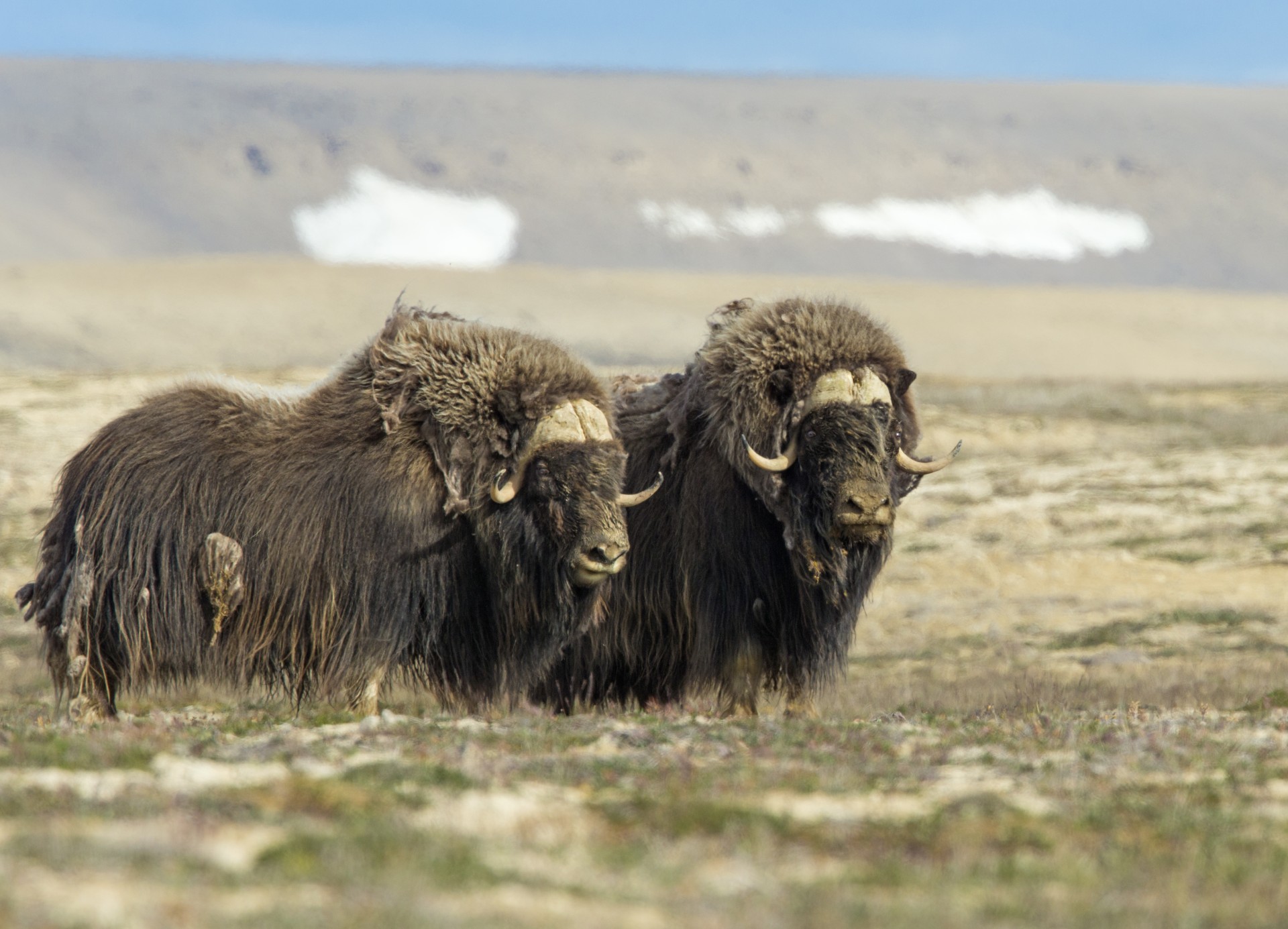 Two bull muskoxen on the tundra. Photo credit: Nansen Weber