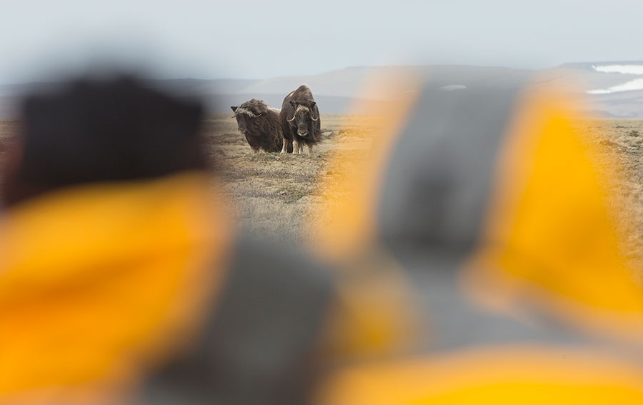 Two guests photographing two muskoxen - who blinked first?