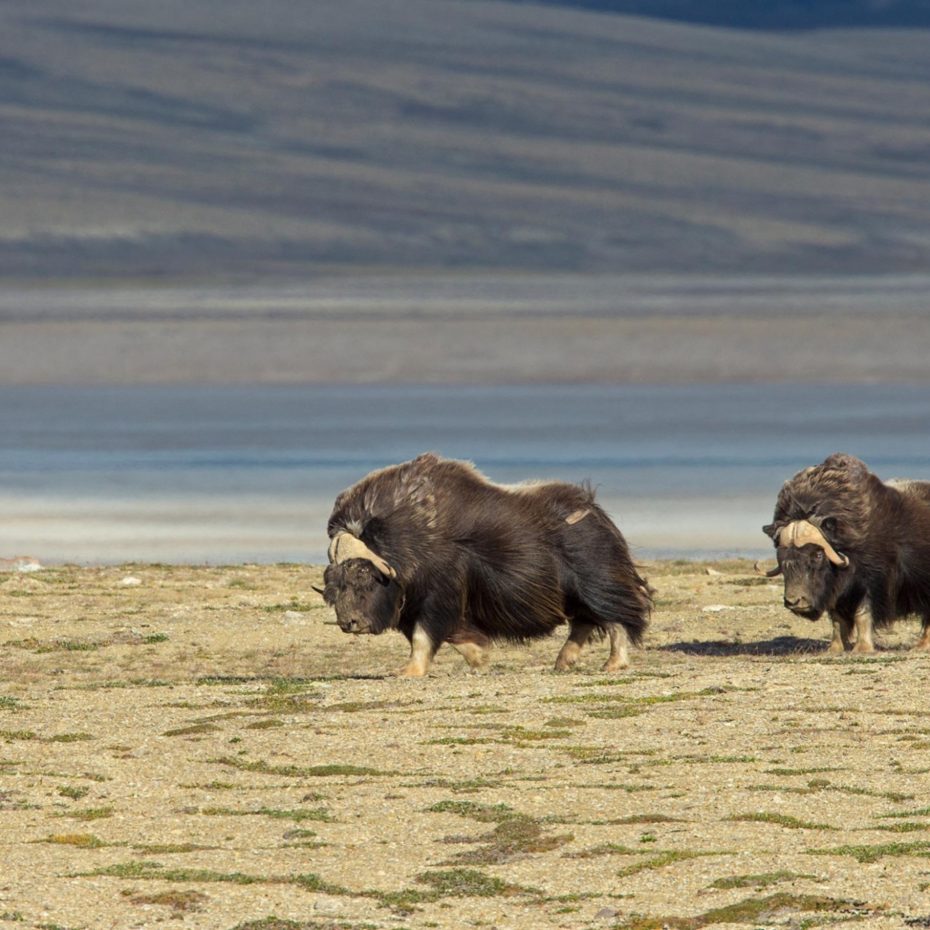 MUSKOXEN & CLIMATE CHANGE IN THE ARCTIC