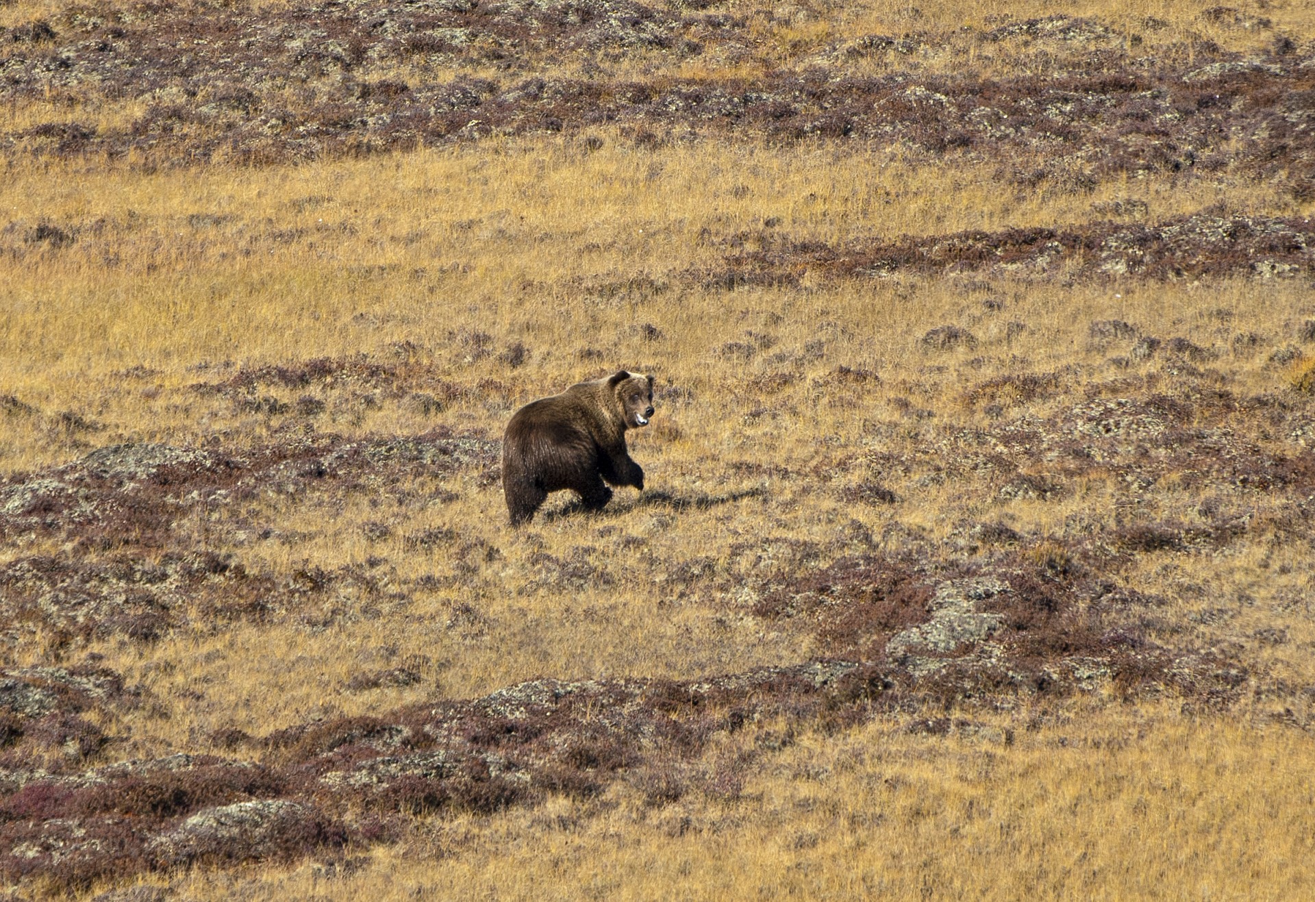 Barrenland grizzly bear