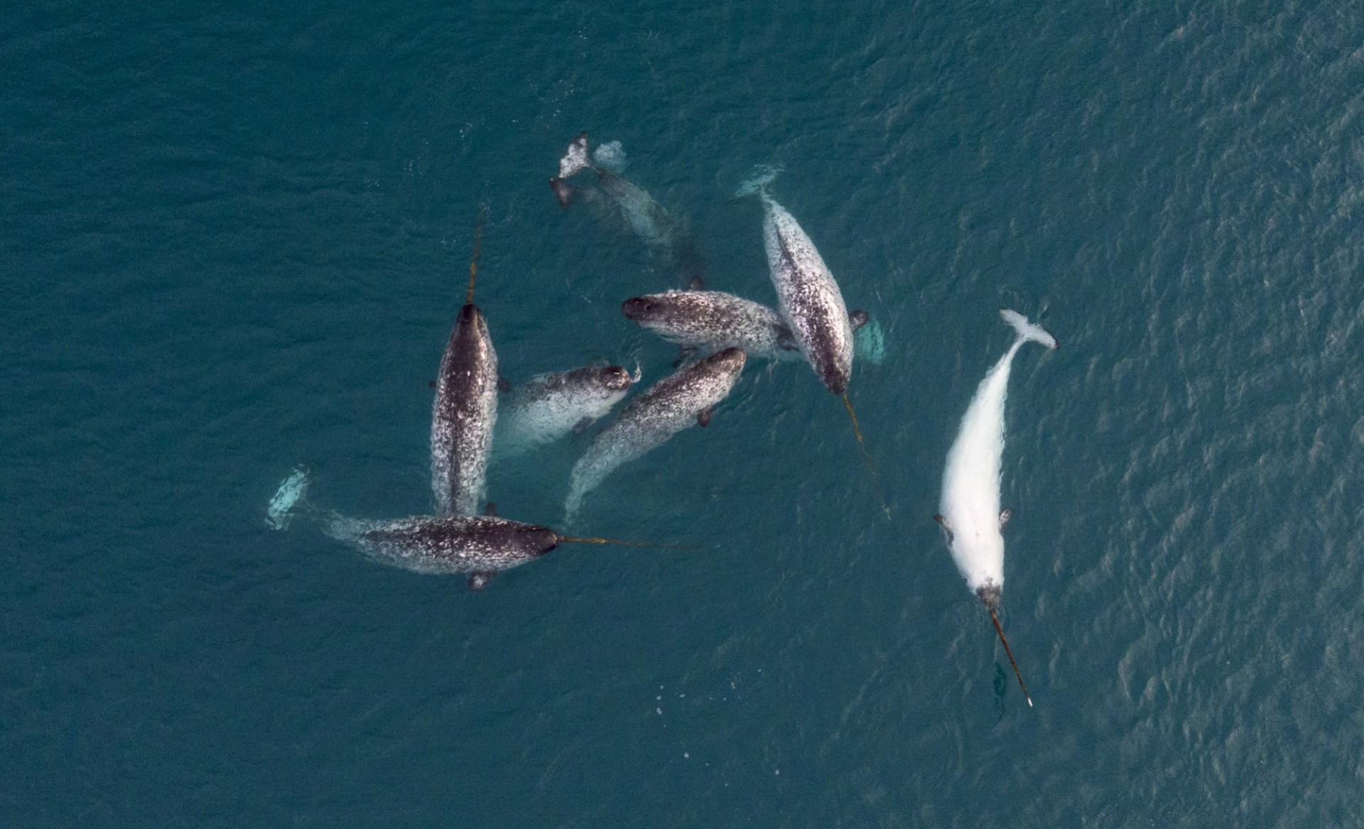 Narwhal on the Northwest Passage near Arctic Watch