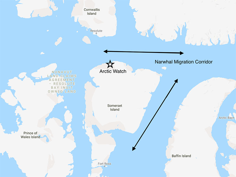 Arctic Watch is on the August Narwhal migration corridor