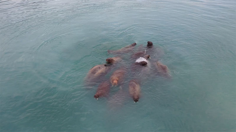 Walrus swimming in the Arctic Ocean